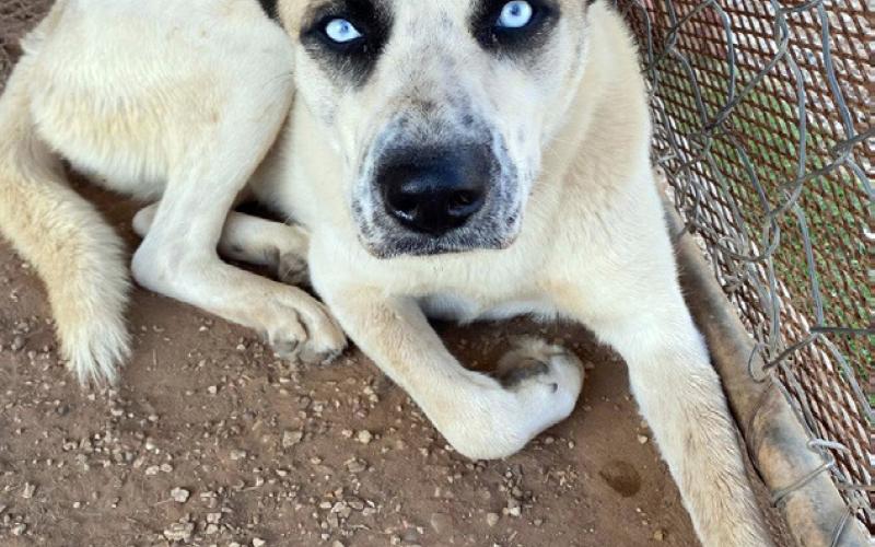 Local heroes: Post Animal Refuge Center celebrates 16 years of saving lives