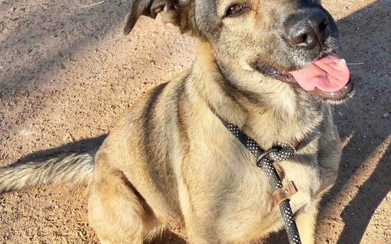 MEET YOUR NEW BEST FRIEND! These dogs are among the adoptable animals currently waiting at the Post Refuge Center. Visit the shelter during operating hours or watch for the weekly ‘Pet of the Week’ feature to learn more about available companions. | PARC PHOTOS