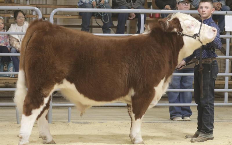 FAMILY TRADITION of agricultural excellence has defined the community for generations. Kye Baker (right) shows his English breed champion steer at the Garza County Junior Livestock Show in 2026, continuing a family tradition started by his greatgrandfather, Carter White, who showed his Hereford steer in the late 1940s (above) before the county barn was built. | RON FRANCIS PHOTOGRAPHY &amp;amp; WHITE FAMILY