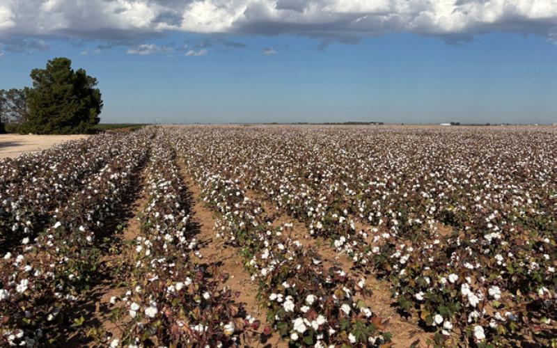 ROWS OF COTTON Cotton harvest is soon arriving as summer comes to a close. Rynn Norman gave Paula Jackson a field trip a few miles outside of Post. | PAULA JACKSON PHOTOS
