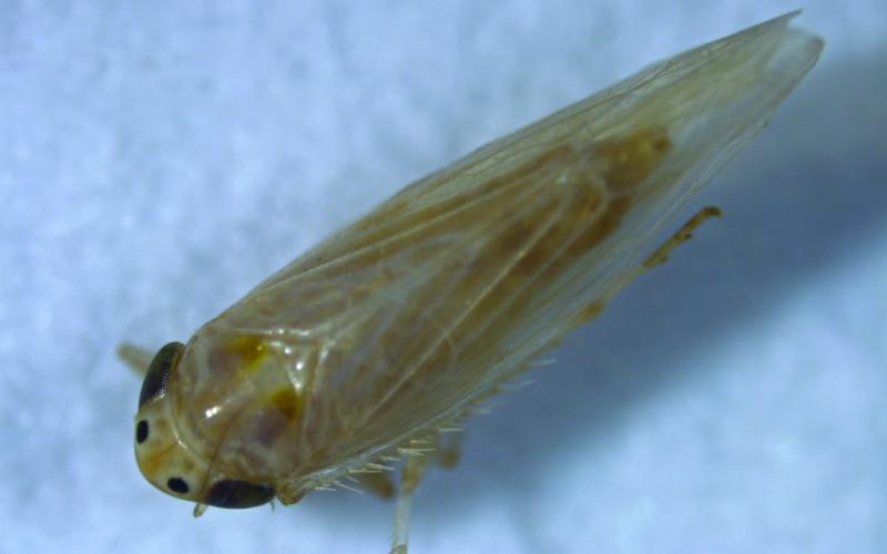 INSECT PRESSURE Corn leafhopper was a problem in some Texas corn-growing regions and other states in 2024 threatening both yields and grain quality. | TEXAS A&amp;amp;M AGRILIFE PHOTO