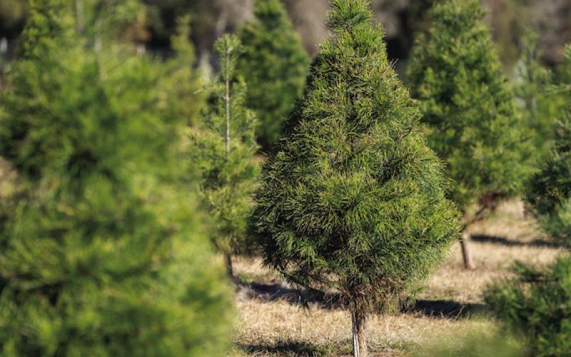 CHRISTMAS TREES Texas Christmas tree farms continue to see high demand for choose-and-cut trees. LAURA MCKENZIE | TEXAS A&amp;amp;M AGRILIFE