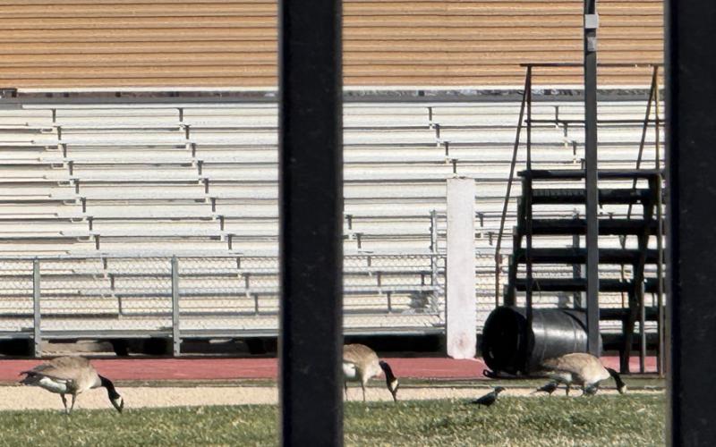 FIELD DAY Geese and smaller birds were out on a spring morning last month on the current grass football field at Redman Stadium. They won’t get to forage there for much longer, as artificial turf is on the way. | POST DISPATCH