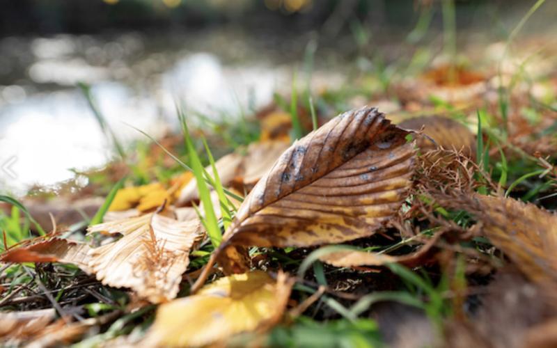 FALL COLOR Sequences of biochemical events lead to the expression of color in leaves. | MICHAEL MILLER/TEXAS A&amp;amp;M AGRILIFE