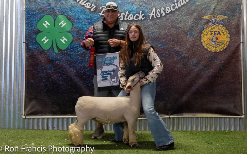 RESERVE BREED SOUTHDOWN LAMB ABIGAIL ELLE