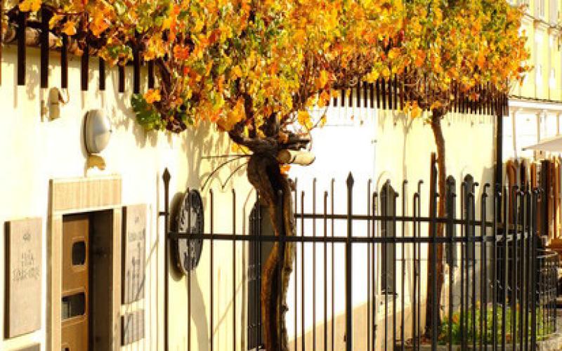 Old vines offer unique benefits