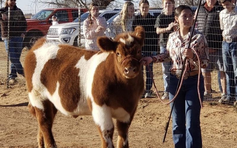 GRAND CHAMPION STEER ANNIE BASINGER
