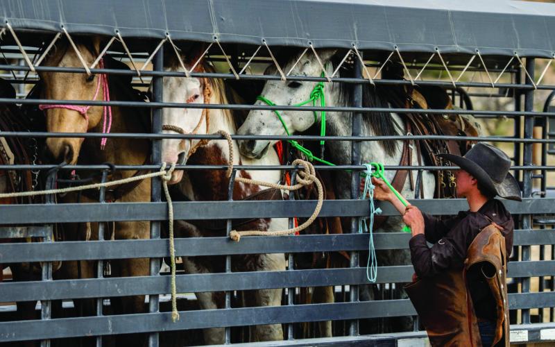 Horses are lined up in a trailer ready for transport in West Texas. Safety should be paramount for both livestock and trailering equipment before traveling Texas roadways. Texas A&amp;amp;M AgriLife photo by Sam Craft