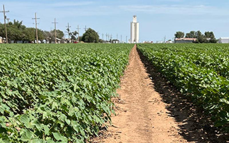 Cotton field in Idalou, Texas. Photo taken July 21, 2023. | PHOTO PROVIDED