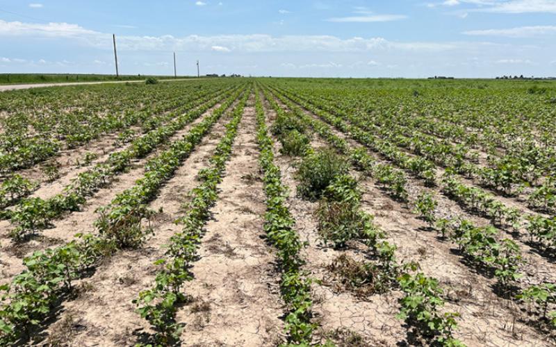 Cotton field in Spearman, Texas. Photo taken on July 20, 2023. | PHOTO PROVIDED