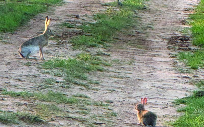 I SPY Dianne James spotted these two Jack Rabbits northeast of Post while checking cows and horses on Sunday, May 11. | DIANNE JAMES PHOTO