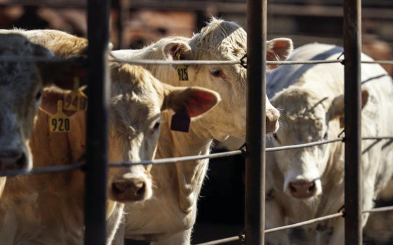 Record beef production