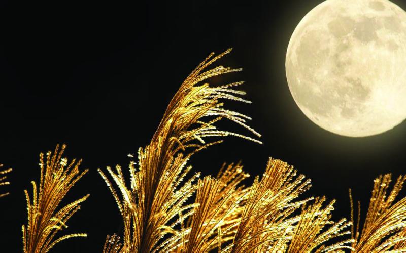 Harvest Moon