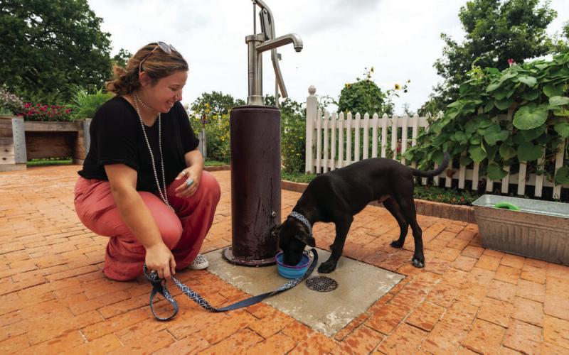 Protect pets during the dog days of summer