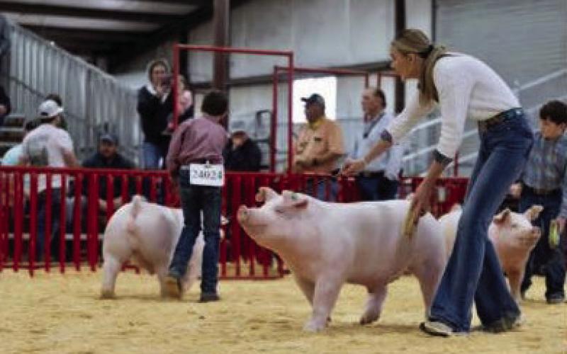 SAN ANTONIO Reece Huffaker wins a $10,000 scholarship at the San Antonio Stock Show this week with her Champion White Chester Barrow. | COURTSEY PHOTO