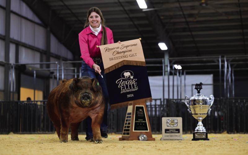 SOUTHLAND HONORS Southland ISD Senior Sylee Peterson, a member of the Garza County 4-H, recently won the 2024 Reserve Supreme Champion Breeding Gilt at the Texas Elite Showcase in Kerrville. | PHOTO PROVIDED