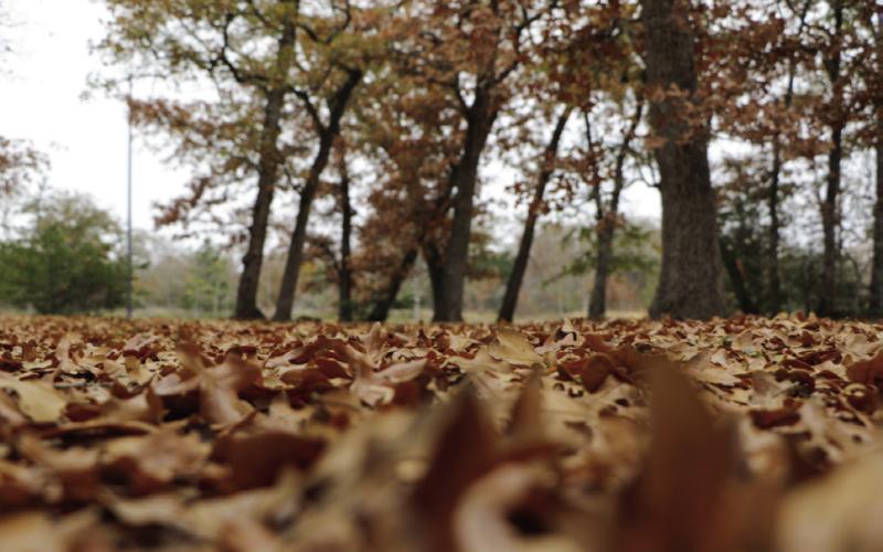 What to do with fallen leaves