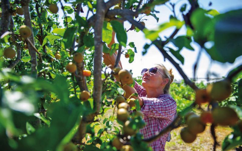 Choosing fruit trees