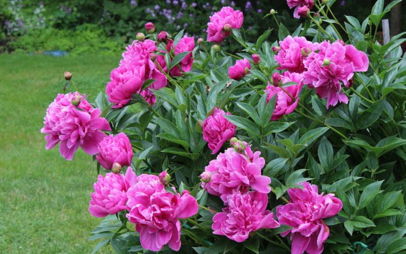 FOR PERFECT PEONIES set roots with buds into a shallow bed not more than 1 inch depth. Roots placed too deeply may produce shoots the next season but will fail to bloom. These need to be replanted. After moving a peony expect it to take several years to bloom. | iSTOCK PHOTO