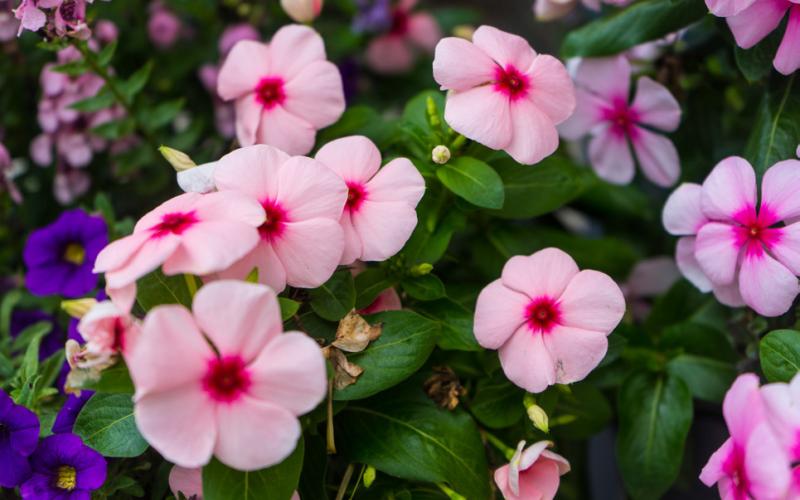 FLOWER OF THE YEAR The National Garden Bureau named the Impatiens the 2026 annual Flower of the Year. | ELISE MAY, iSTOCK PHOTO