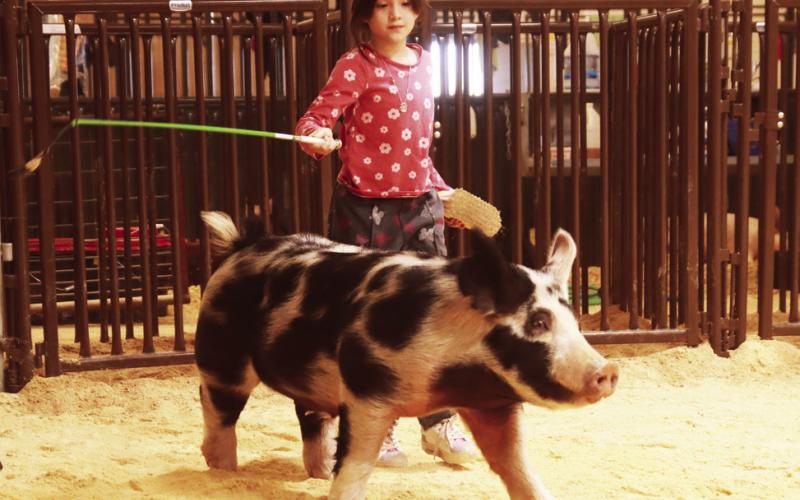 2025 POST JUNIOR LIVESTOCK SHOW RESULTS