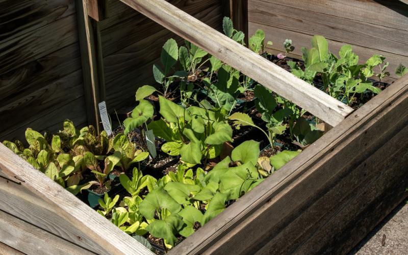 OLD FRAMES are used in the spring to get an early start for sowing seedlings and hardening off transplants and in the autumn for protecting crops from winter frosts. | iSTOCK PHOTO