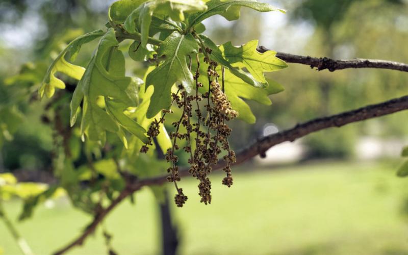 Pesky, proliferant pollen