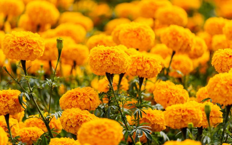 MEXICAN TRADITION Marigolds, with their pungent scent, are believed to make the returning souls feel welcome and happy (Day of the Dead Flowers). | iSTOCK PHOTO
