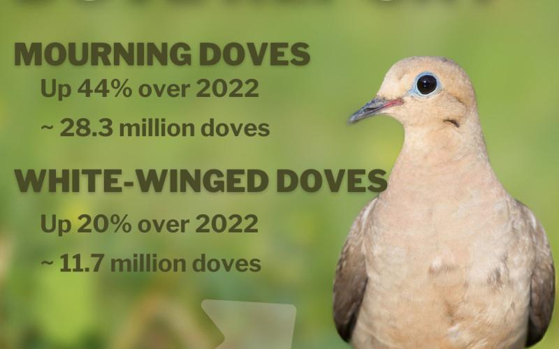 Despite unrelenting summer heat, Dove Season expected to have soaring numbers