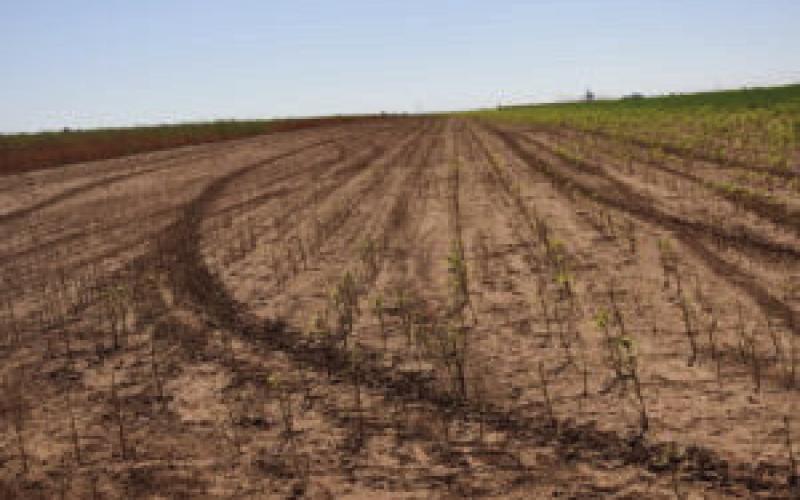 GRASSHOPPER DAMAGE In pasture, 13 grasshoppers per square yard can consume as much forage as a cow, and they will eat the grass closer to the soil surface than a cow. | SUHAS VYAVHARE TEXAS A&amp;amp;M PHOTO