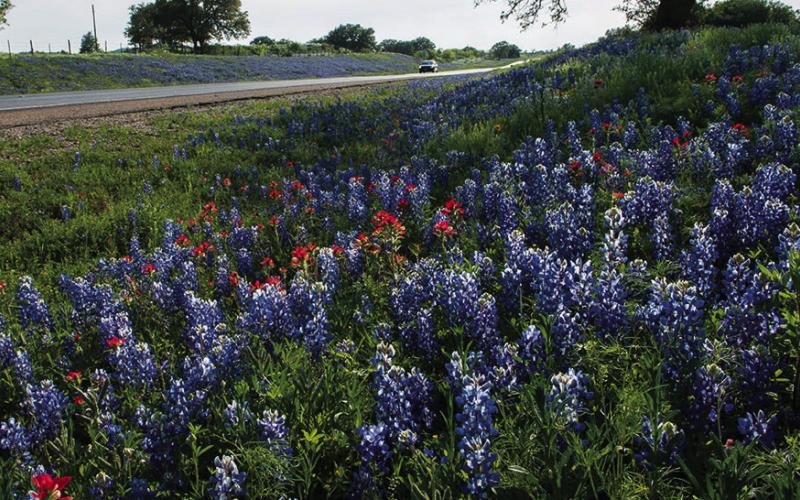 BLUE HIGHWAYS As early as the 1930s theTexas HighwayDepartmentensuredwildflowerswould be part of right-of-way landscaping. | TxDOT