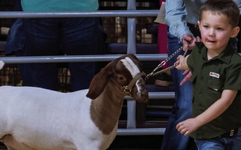 Stock Shows are just hard work! Just ask Grady Dorsett, who participated in the Pee-Wee Goat Show at the Garza County Junior Livestock Association show with the help of Hannah Krauser. Grady, who is four years old, is the son of Whitney and Matt Dorsett. Hannah Krauser is a junior at PHS and won Grand Champion Lamb during the 2023 GCJLA Show. Hannah is the daughter of Chelisa Williams-Krauser. Photo by Ron Francis