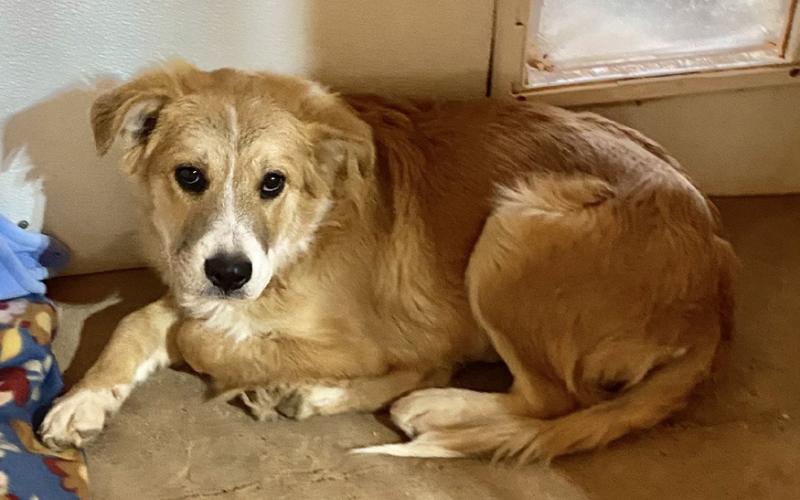 PET OF THE WEEK