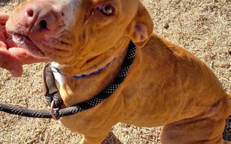 PET OF THE WEEK