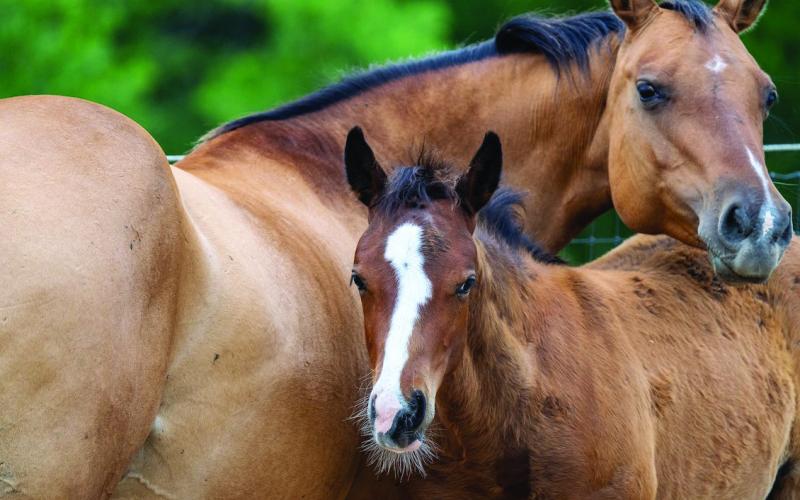 Texas A&amp;M AgriLife veterinarian recommends vaccinations to protect horses from mosquito-borne disease
