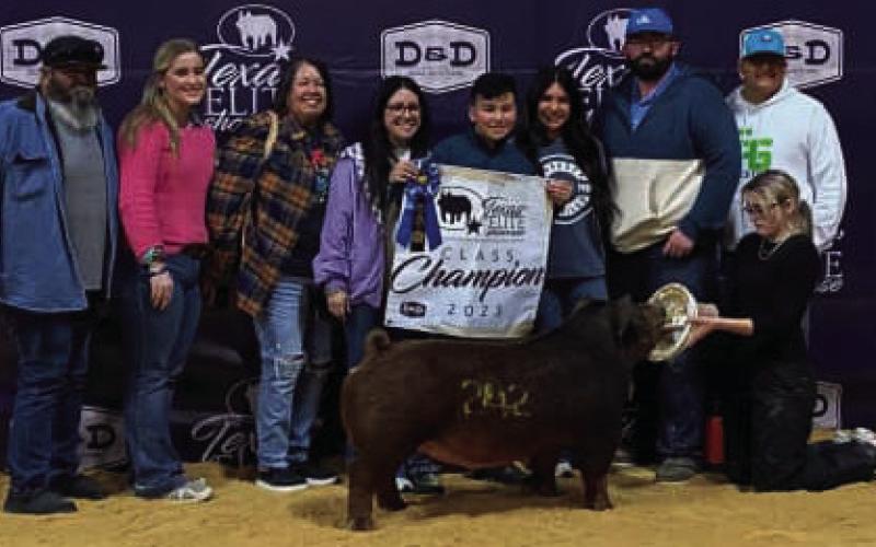Congratulations to Myles Rodriguez on his Class winning Duroc Gilt at the Texas Elite Showcase! Awesome Job! Myles is an eighth grader at Post Middle School and a member of the Post FFA.
