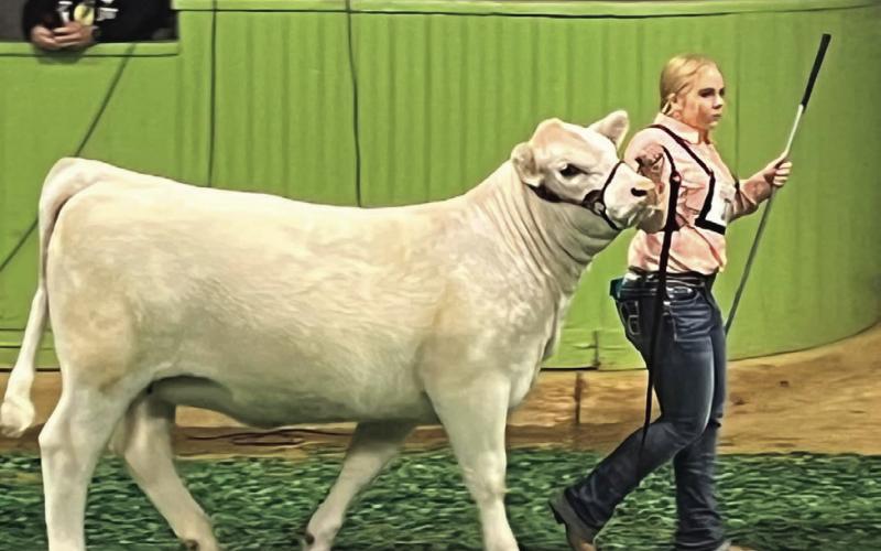 Ashlyn Wood had a great day at San Angelo with two heifers placing 2nd and 3rd in Charolais classes. Hard work pays off! Ashlyn a member of the Southland FFA also showed in the GCJLA Show in January.