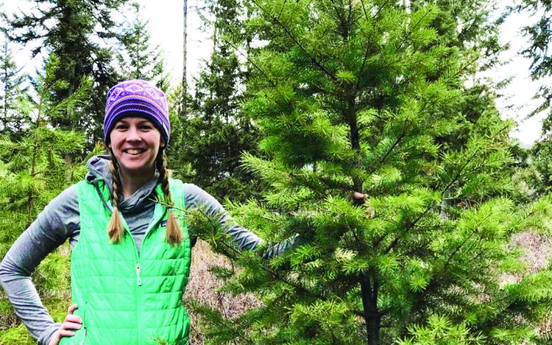 CUTYOUROWNTREE The Lincoln National Forest, in nearby New Mexico, is one of the U.S. national forests allowing visitors to cut a Christmas tree, by permit. | NATIONAL FOREST FOUNDATION