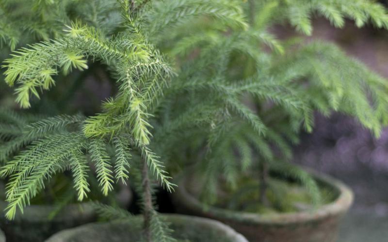 TINY TREE The Norfolk Island pine, popular during the holiday, makes a terrific houseplant. | iSTOCK