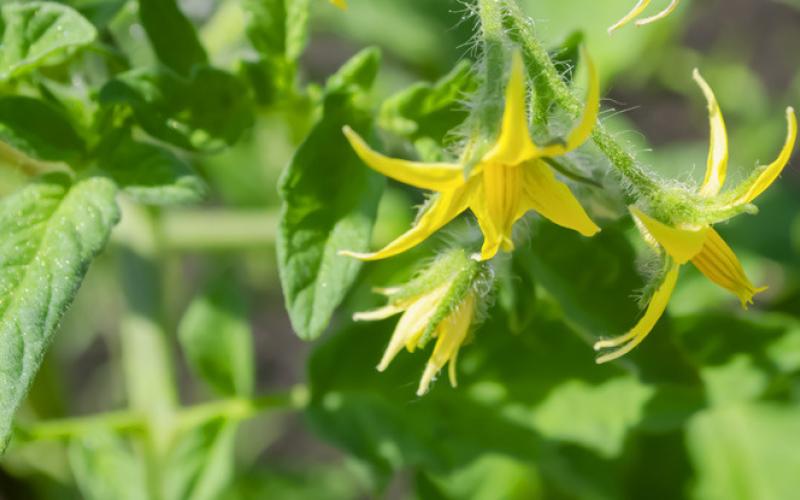 AFTER POLLINATION AND FERTILIZATION, soon a tiny tomato fruit will be visible, which then expands, elongates, and a fruit develops. However, if anthers do not vibrate, releasing pollen, there is no pollen to effect pollination. | iSTOCK PHOTO