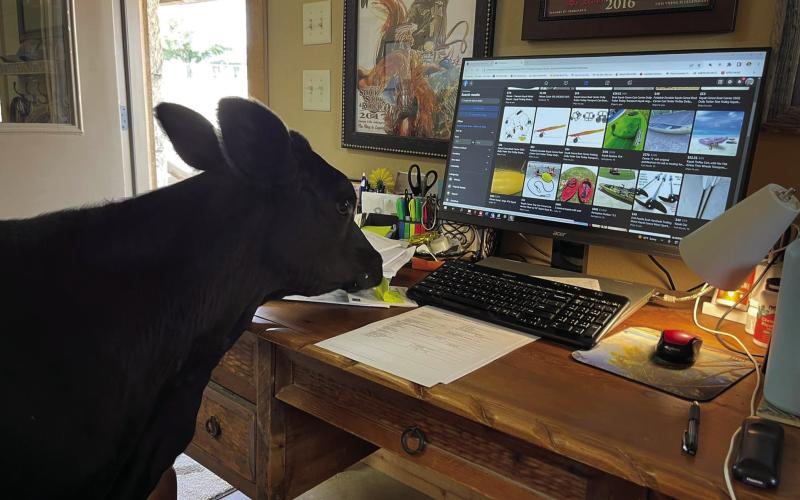 This bottle-fed calf wandered into the office to browse popular websites for kayak equipment. Given the recent rains in the area a kayak might be a good idea. Photo by McKenzie Prather