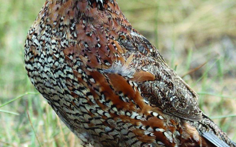 100th Quail Appreciation Day set for May 17