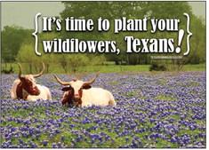 Texans, it’s time to plant your wildflowers