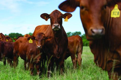 Higher calf prices projected for 2023 in Texas