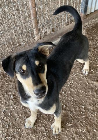 PET OF THE WEEK