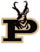 Bold Gold and Lady Lopes impress at area track