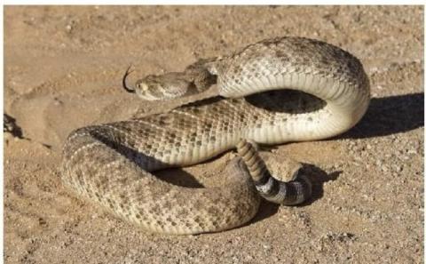 Rattlesnake safety alert