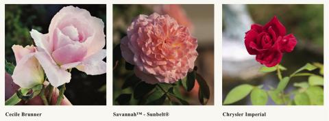 ROSE BUSHES can be purchased from many Texas florists, in person and online, including Antique Rose Emporium in Brenham. | COURTESY PHOTO