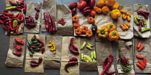 GIFT OF CHILE'S Peppers can be used in a variety of ways to make sauces | PHOTO BY ANGELINA LARUE