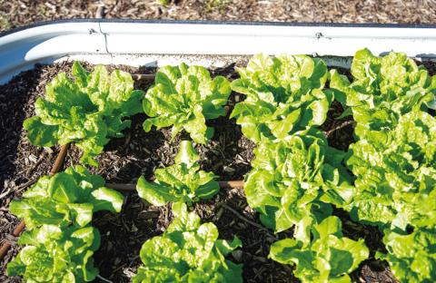BUTTERCRUNCH LETTUCE is one spring vegetable that can be sown from seed in the ground or in a raised bed. | TRONG NGUYEN, iSTOCK